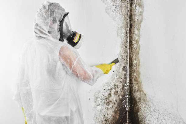Best HVAC Mold Remediation in Eureka, KS