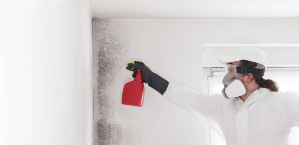 Best Attic Mold Remediation in Eureka, KS