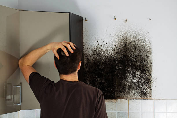 Best Black Mold Remediation in Eureka, KS