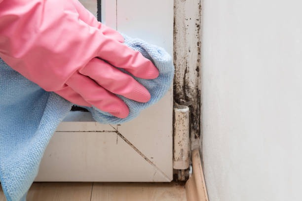 Best Basement Mold Remediation in Eureka, KS